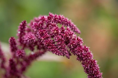 An image of the word amaranthine as defined by of or like the amaranth.
