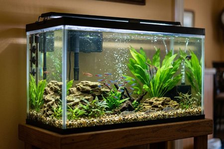 An image of the word aquarium as defined by a glass-sided tank, bowl, or the like, in which fish or other living aquatic animals or plants are kept.