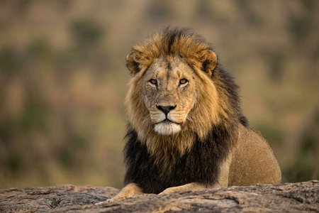 An image of the word august as defined by inspiring reverence or admiration; of supreme dignity or grandeur; majestic.