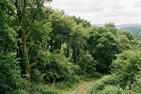 An image of the word boscage as defined by a mass of trees or shrubs; wood, grove, or thicket.