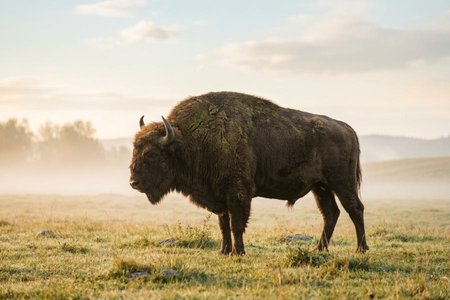 An image of the word brute as defined by a nonhuman creature; beast.