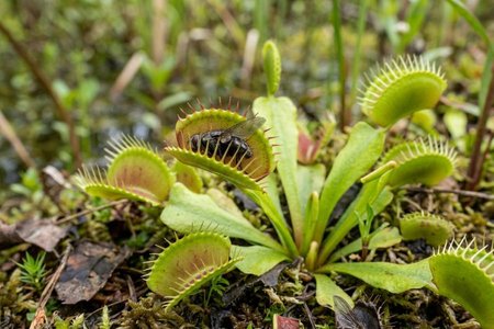 An image of the word carnivorous as defined by flesh-eating.