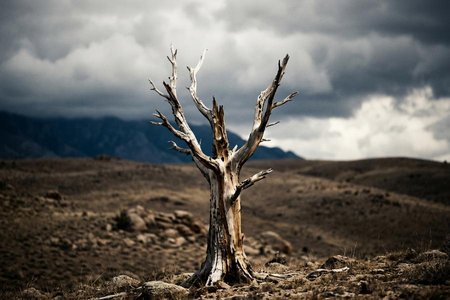 An image of the word dead as defined by no longer living; deprived of life.