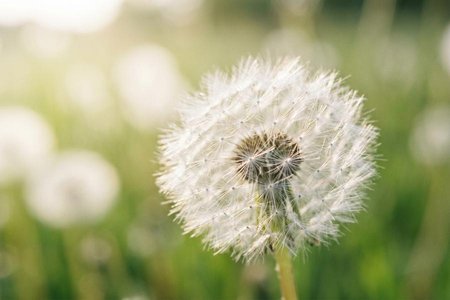 An image of the word ethereal as defined by light, airy, or tenuous.