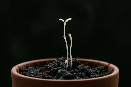 An image of the word etiolate as defined by to cause (a plant) to whiten or grow pale by excluding light.