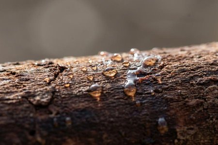 An image of the word exude as defined by to come out gradually in drops, as sweat, through pores or small openings; ooze out.