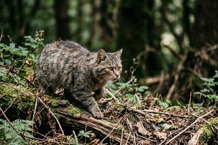 An image of the word feral as defined by existing in a natural state, as animals or plants; not domesticated or cultivated; wild.