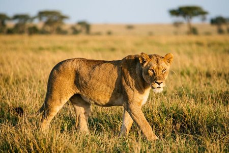 An image of the word fierce as defined by menacingly wild, savage, or hostile.