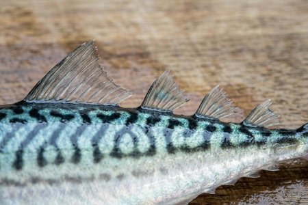 An image of the word finlet as defined by a small, detached ray of a fin in certain fishes, as mackerels.