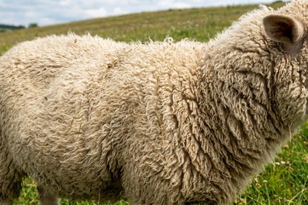 An image of the word fleece as defined by the coat of wool that covers a sheep or a similar animal.