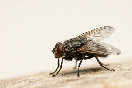 An image of the word fly as defined by any of numerous two-winged insects of the order Diptera, especially of the family Muscidae, as the common housefly.