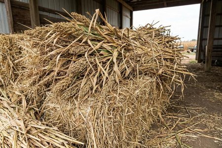 An image of the word fodder as defined by coarse food for livestock, composed of entire plants, including leaves, stalks, and grain, of such forages as corn and sorghum.