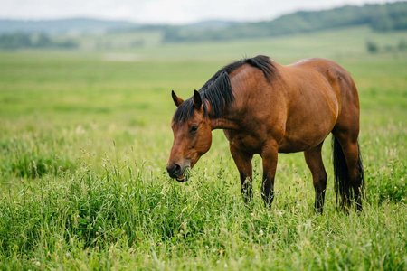 An image of the word forage as defined by food for horses or cattle; fodder; provender.