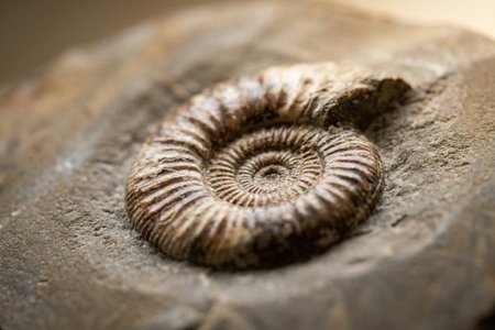 An image of the word fossil as defined by any remains, impression, or trace of a living thing of a former geologic age, as a skeleton, footprint, etc.