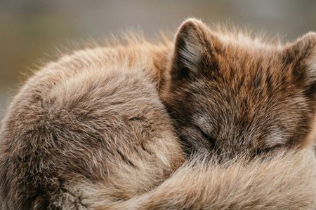 An image of the word fur as defined by the fine, soft, thick, hairy coat of the skin of a mammal.