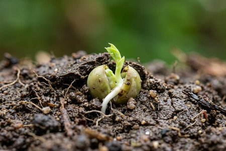 An image of the word germinate as defined by to begin to grow or develop.