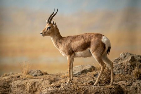 An image of the word goa as defined by a gazelle, Procapra picticaudata, of the Tibetan plateau.
