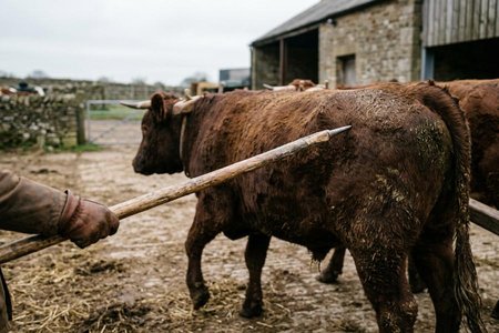 An image of the word goad as defined by a stick with a pointed or electrically charged end, for driving cattle, oxen, etc.; prod.