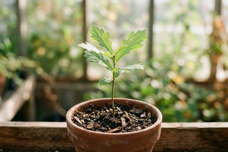 An image of the word growth as defined by the act or process, or a manner of growing; development; gradual increase.