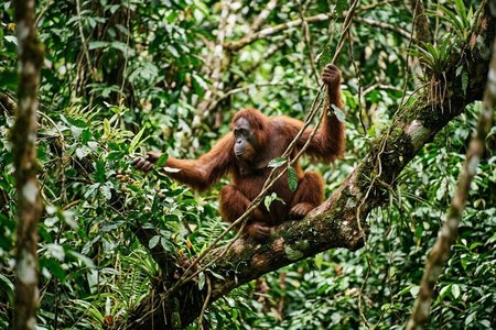 An image of the word habitat as defined by the natural environment of an organism; the place that is natural for the life and growth of an organism.