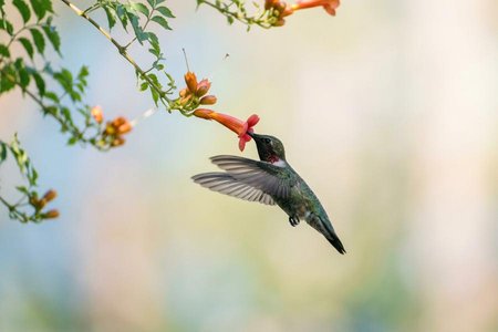 An image of the word hover as defined by to hang fluttering or suspended in the air.