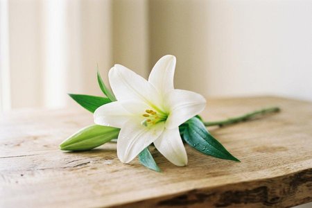 An image of the word innocent as defined by free from moral wrong; without sin; pure.