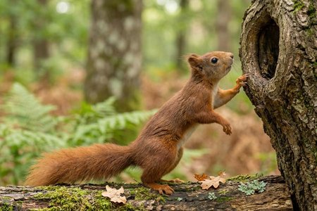 An image of the word inquisitive as defined by given to inquiry, research, or asking questions; eager for knowledge; intellectually curious.