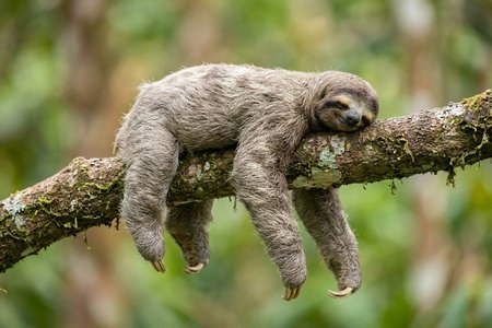 An image of the word languid as defined by lacking in vigor or vitality; slack or slow.