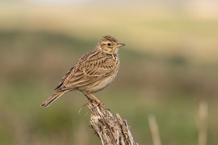 An image of the word lark as defined by any of numerous, chiefly Old World oscine birds, of the family Alaudidae, characterized by an unusually long, straight hind claw, especially the skylark, Alauda arvensis.