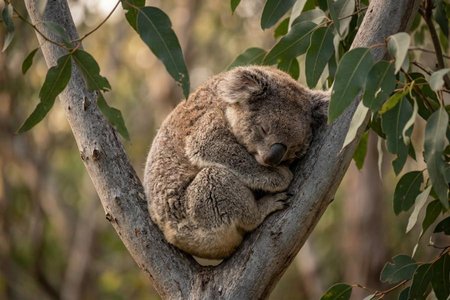 An image of the word lethargic as defined by of, relating to, or affected with lethargy; drowsy; sluggish; apathetic.