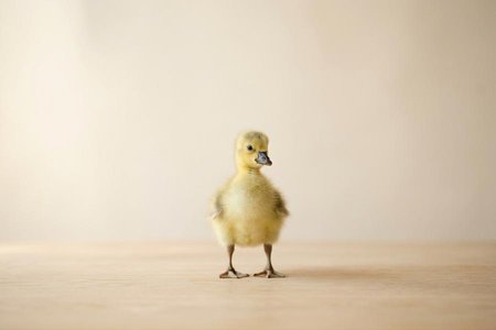 An image of the word little as defined by small in size; not big; not large; tiny.