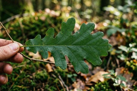 An image of the word lobe as defined by a roundish projection or division, as of an organ or a leaf.