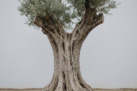 An image of the word longevity as defined by a long individual life; great duration of individual life.