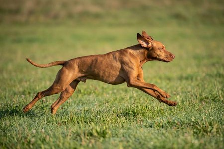 An image of the word lope as defined by to move or run with bounding steps, as a quadruped, or with a long, easy stride, as a person.
