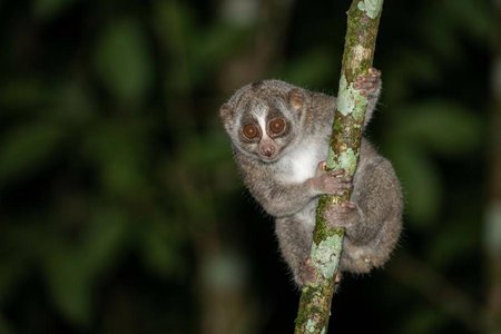 An image of the word loris as defined by any of various small, arboreal, nocturnal mammals of the family Lorisidae, with large eyes and lacking a tail, comprising two genera, Loris (theslender lorises ) and Nycticebus (theslow lorises ).