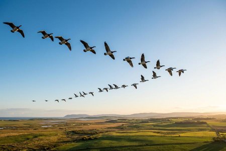 An image of the word migration as defined by the process or act of migrating.