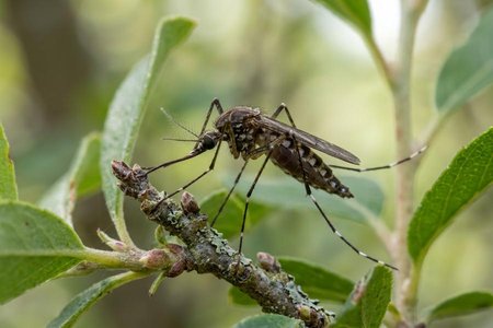 An image of the word mosquito as defined by any of numerous dipterous insects of the family Culicidae, the females of which suck the blood of animals and humans, some species transmitting certain diseases, as malaria and yellow fever.