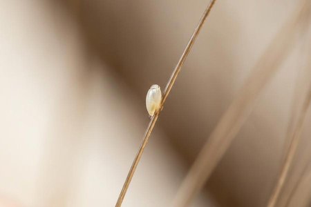 An image of the word nit as defined by the egg of a parasitic insect, especially of a louse, often attached to a hair or a fiber of clothing.