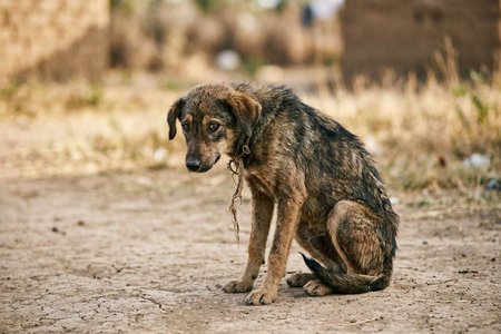 An image of the word pathetic as defined by causing or evoking pity, sympathetic sadness, sorrow, etc.; pitiful; pitiable.