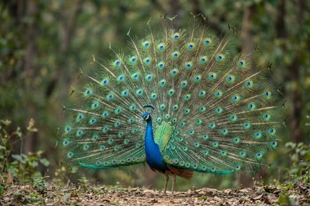 An image of the word pavonine as defined by of or like a peacock.