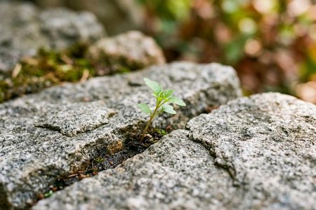An image of the word persevere as defined by to persist in anything undertaken; maintain a purpose in spite of difficulty, obstacles, or discouragement; continue steadfastly.