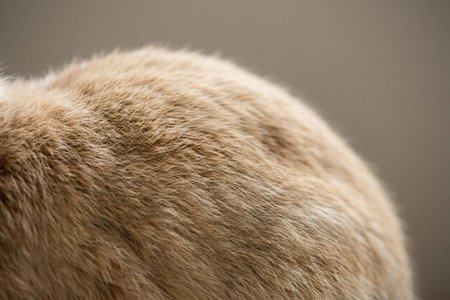 An image of the word pilose as defined by covered with hair, especially soft hair; furry.