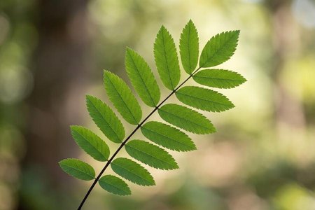 An image of the word pinnate as defined by (of a leaf ) having leaflets or primary divisions arranged on each side of a common stalk.