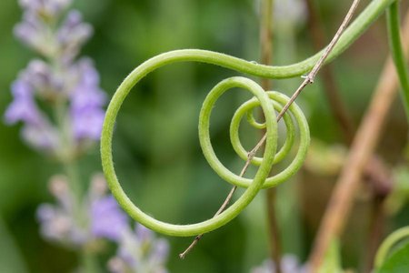 An image of the word pliant as defined by bending readily; flexible; supple; adaptable.
