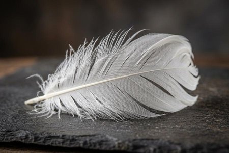 An image of the word plume as defined by a feather.