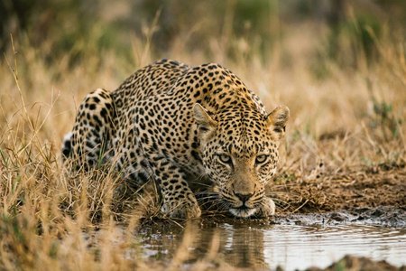 An image of the word predator as defined by any organism that exists by preying upon other organisms.