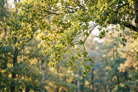 An image of the word psithurism as defined by a rustling or whispering sound, such as leaves in the wind; susurration.