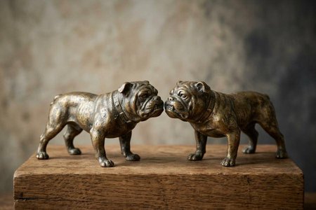 An image of the word pugnacious as defined by inclined to quarrel or fight readily; quarrelsome; belligerent; combative.