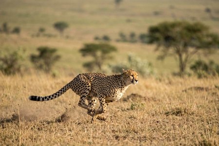 An image of the word pursue as defined by to follow in order to overtake, capture, kill, etc.; chase.