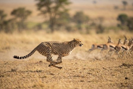 An image of the word pursuit as defined by the act of pursuing.